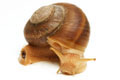 Hemiplecta distincta adult